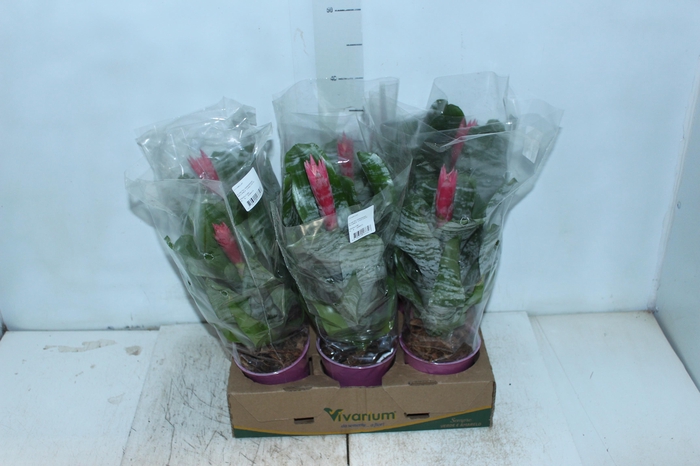 <h4>AECH FASCIATA P12</h4>