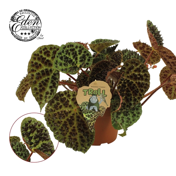 <h4>Begonia rex Ferox 17cm</h4>