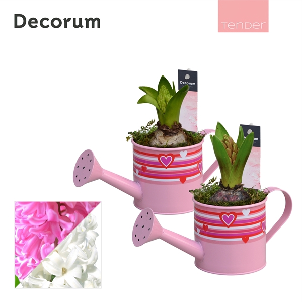 <h4>Arrangementen Hyacinthus 6%</h4>