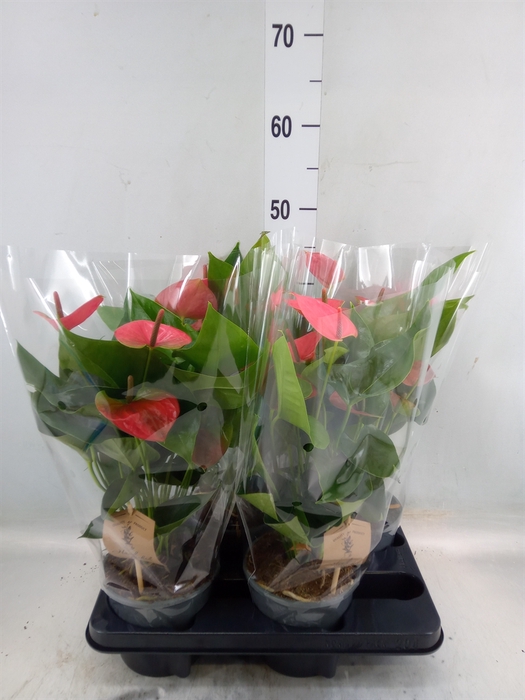 <h4>Anthurium andr. 'Sweet Dream'</h4>