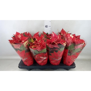 Euphorbia pulc. 'Superba New Glitt'