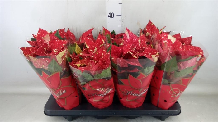 <h4>Euphorbia pulc. 'Superba New Glitt'</h4>