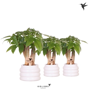 Kolibri Greens Pachira in Bubble pot white
