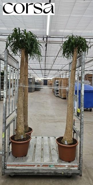 <h4>BEAUCARNEA RECUR</h4>