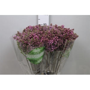 Syr V R V Horstenst 4+