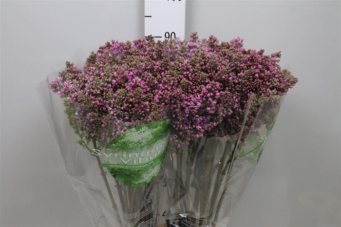 <h4>Syr V R V Horstenst 4+</h4>