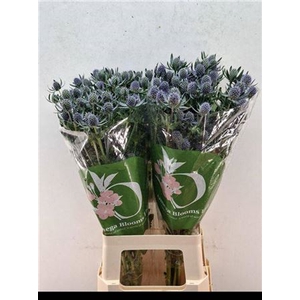 Eryn Pl Blue Glitt
