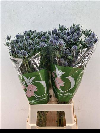 <h4>Eryn Pl Blue Glitt</h4>