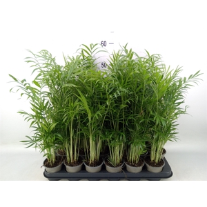 Chamaedorea elegans