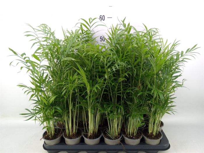 <h4>Chamaedorea elegans</h4>