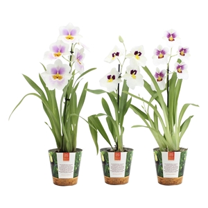 Inca Miltoniopsis White 1 spike in Jungle cover