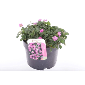 Erodium x variabile Bishops Form