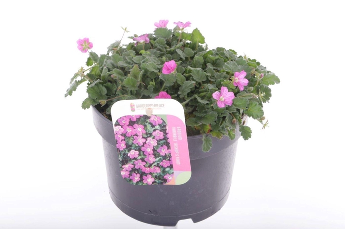 <h4>Erodium x variabile Bishops Form</h4>
