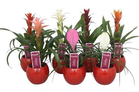 <h4>Brom Gemengd Kermiek Bolpot Rood</h4>