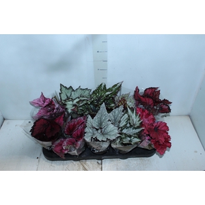 BEGONIA BELEAF P11 PO