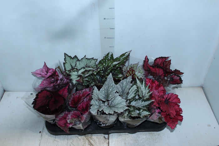 <h4>BEGONIA BELEAF P11 PO</h4>