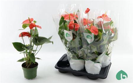 ** Anthu An Nebraska 4+ * Spring Deal *