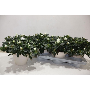 arr8 Rhodo Si Witte Vogel In Terra Cotta