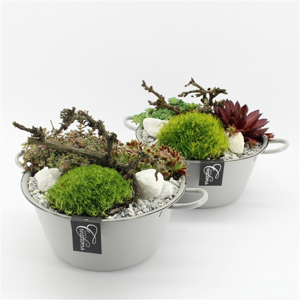 <h4>BBCR-2448 Toetie Froetie garden treasures</h4>