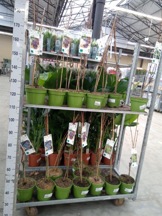 <h4>Vitis vinifera</h4>