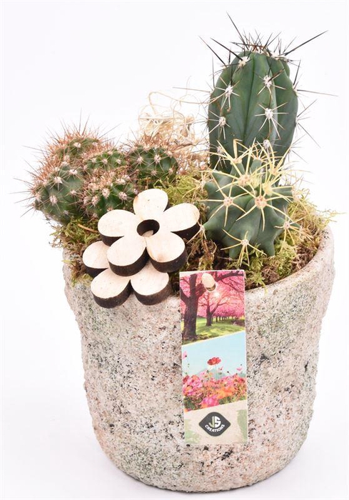 <h4>Cement pot grof 13cm</h4>