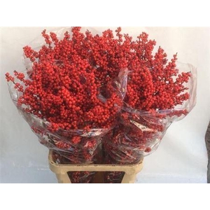 Ilex Ve Rode Bes 90cm