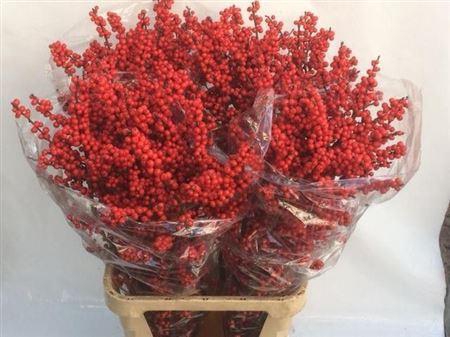 <h4>Ilex Ve Rode Bes 90cm</h4>