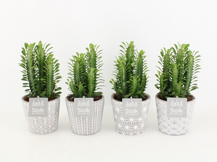 <h4>Euphorbia Trigona Groen in Star Pot</h4>