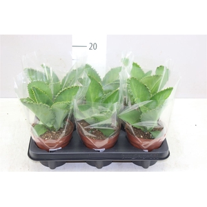 Kalanchoe Daigremontiana