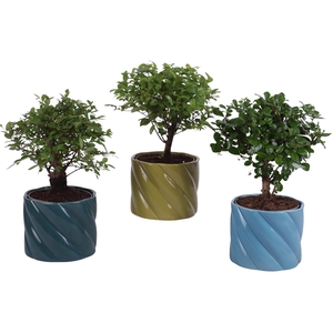 Bonsai Indoor Mix Ø12cm Ball Shape in Ø14cm Ceramic FB674