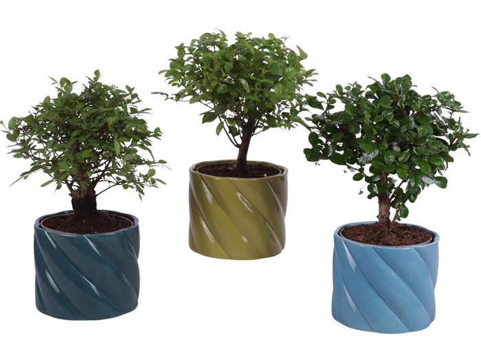 <h4>Bonsai Indoor Mix Ø12cm Ball Shape in Ø14cm Ceramic FB674</h4>