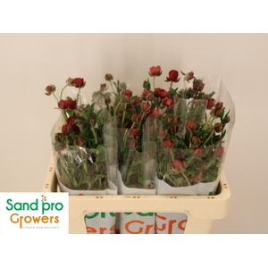 RAN CO MAG TANGERINE