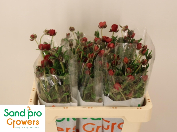 <h4>RAN CO MAG TANGERINE</h4>