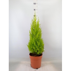 Cupressus macro. 'Goldcrest Wilma'