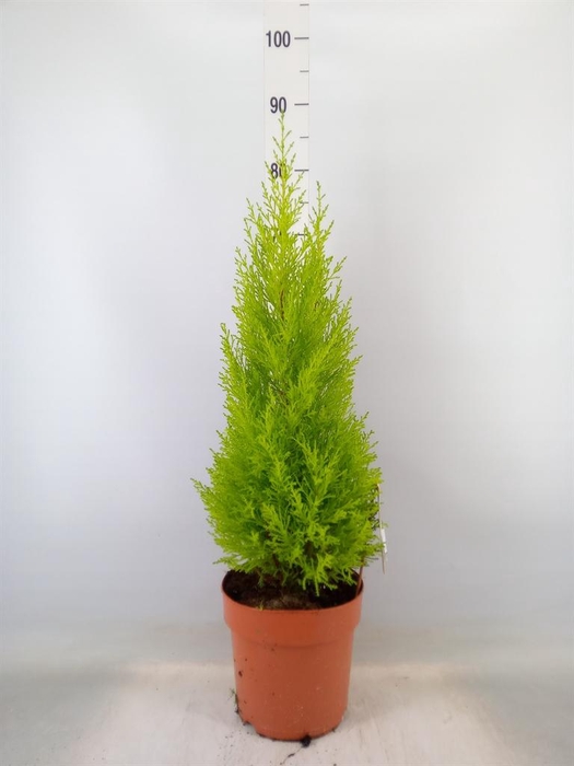 <h4>Cupressus macro. 'Goldcrest Wilma'</h4>