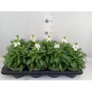 Erysimum  'Leya White'