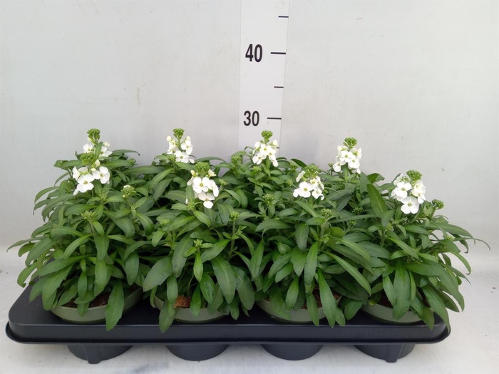 <h4>Erysimum 'Leya White'</h4>