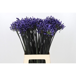 Agapanthus Intermedius