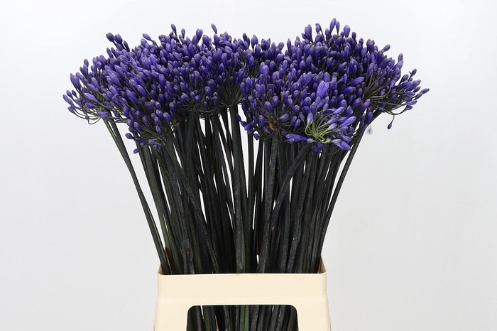 <h4>Agapanthus Intermedius</h4>