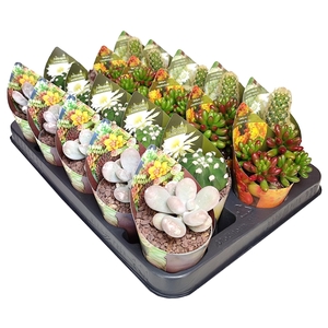 MIX CACTUS AND SUCCULENTS IN A ROW POT Ø 6,5 WITH POTCOVER - TRAY 20 PCS (CACTUS EN SUCCULENTEN)