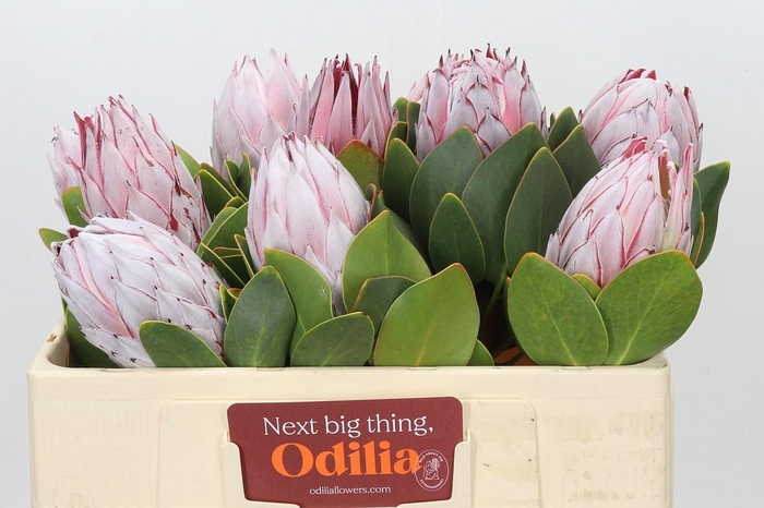 <h4>Protea Cynaroides</h4>