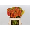 Kniphofia Mix