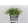 Panicum Fountain