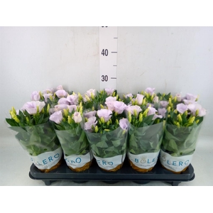 Eustoma russ. DU 'Bolero Blue Rim'