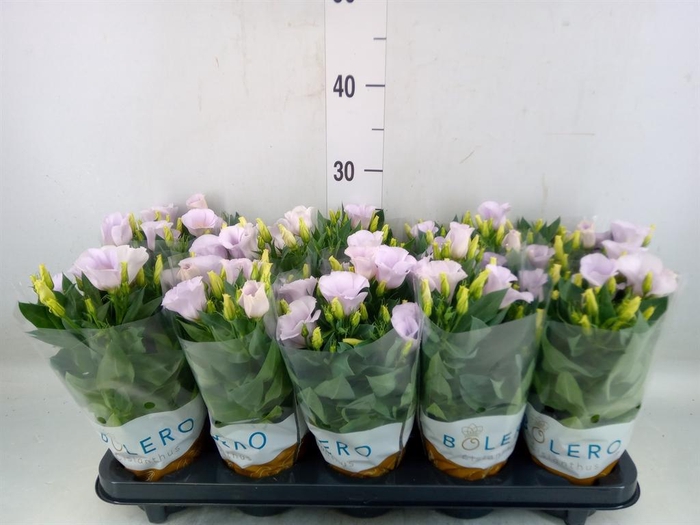 <h4>Eustoma russ. DU 'Bolero Blue Rim'</h4>
