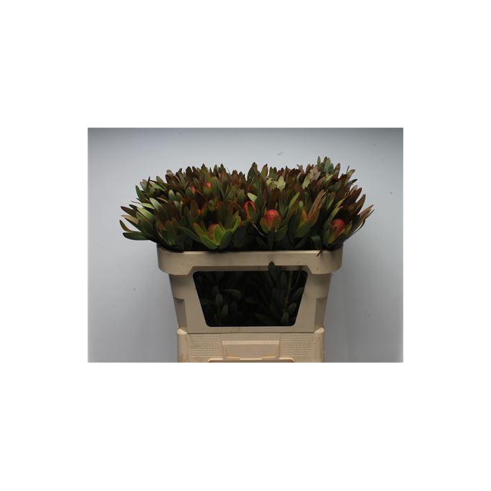 <h4>Kaaps Ayoba Sky</h4>