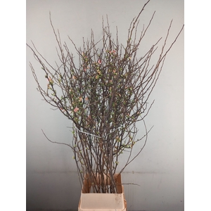 CHAENOMELES JAPONICA PINK 140CM
