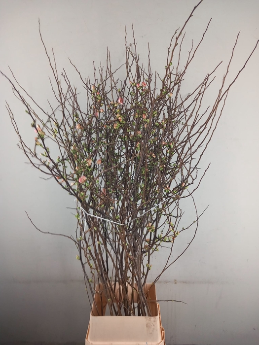 <h4>CHAENOMELES JAPONICA PINK 140CM</h4>