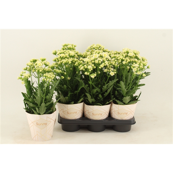 <h4>Kalanchoe Sunny White</h4>