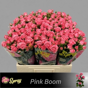 R TR PINK BOOM
